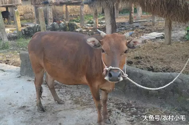 2、牛與羊婚配應注重事項:羊和牛相配婚姻若何