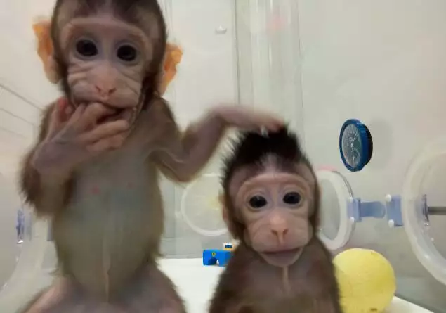 猴子和屬狗屬相合不合：屬狗與屬猴的合不合