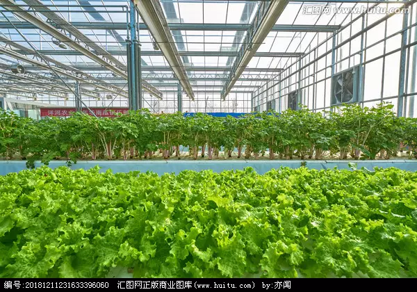 7、蔬菜大棚圖片大全大圖:山東壽光蔬菜大棚圖