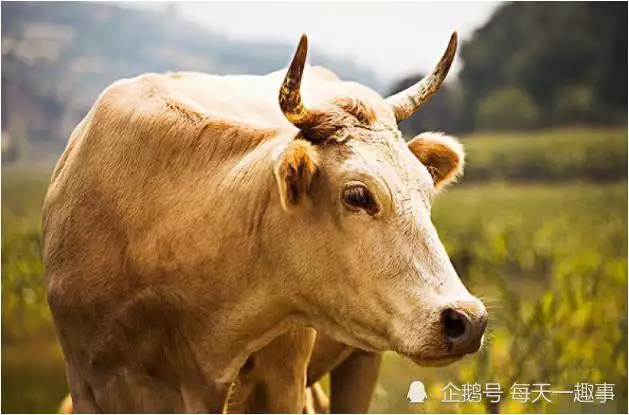 1、屬牛人最苦命出生月份:屬牛哪個月份出生好