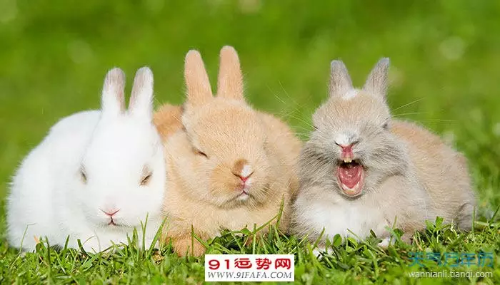 6、87年兔34歲的財運:年屬兔人的命運與財運