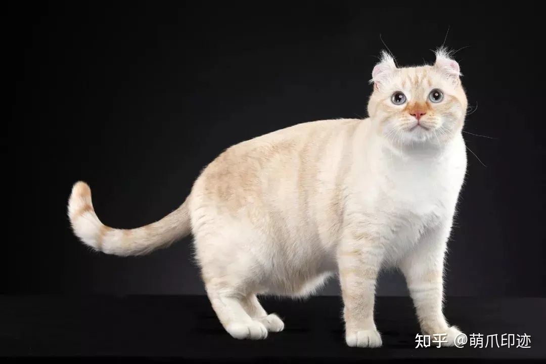 5、貓咪的品種有哪些:貓有哪些品種