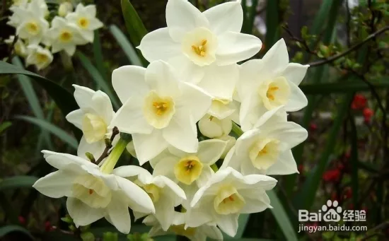4、花卉名稱大全:常見的花卉名稱
