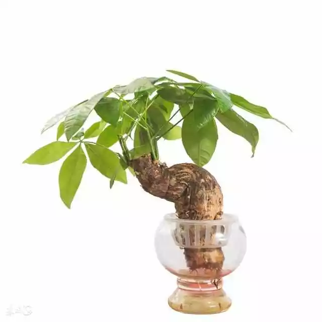 1、插發財樹怎麼插:怎樣嫁接發財樹