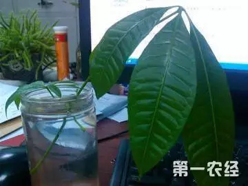 1、發財樹的扦插方法:發財樹的繁殖方法是什麼？