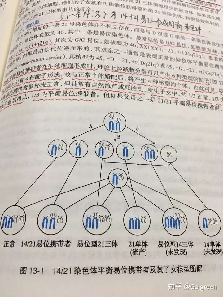 1、一個攜帶者隨機婚配時:乙肝攜帶者