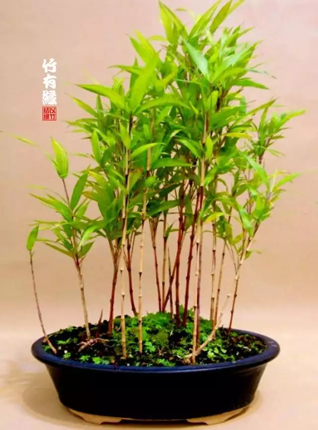 盆景竹與家庭成員屬相禁忌：家裡竹子盆景放在什麼位置好求解謝謝