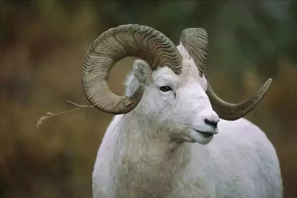 5、屬羊人今年有老人去世嗎:屬羊的老人去世了，和什麼屬相相衝？
