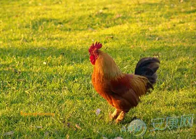 屬雞的跟屬什麼的屬相犯沖：屬雞的和什麼屬相相衝 最容易發生衝突的三大