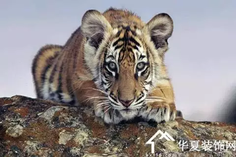 屬虎年是什麼命女：86年屬虎女孩子是什麼命