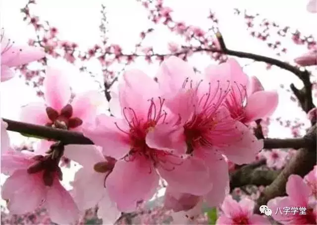 2、免費八字算桃花:八字算桃花運