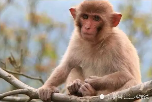 3、屬猴劫難三次50年:年屬猴的幸運数字是4,9,還是3和8