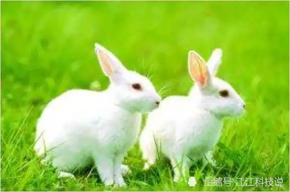 1、屬兔的今年多少歲:屬兔的今年多少歲