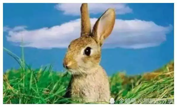 1、年屬兔是什麼命男:年屬兔是什麼命