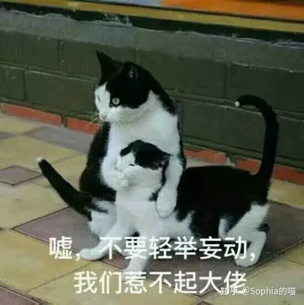 4、家裡動物死是替人擋災:有人說自己家養的貓突然車禍死亡會替家裡人難准嗎？