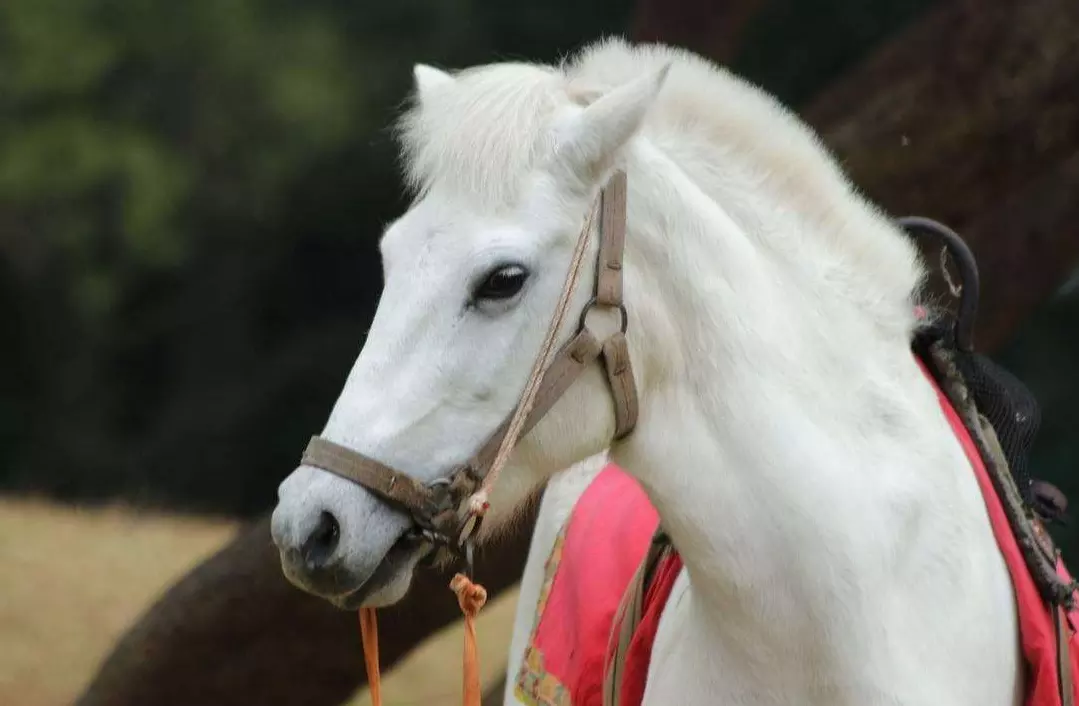 4、屬相馬和豬婚配可以嗎馬:馬和豬相配嗎
