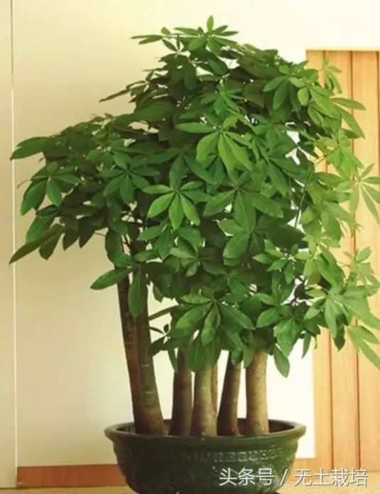 7、發財樹恭弘=叶 恭弘黃了怎麼挽救:發財樹恭弘=叶 恭弘黃怎麼辦？