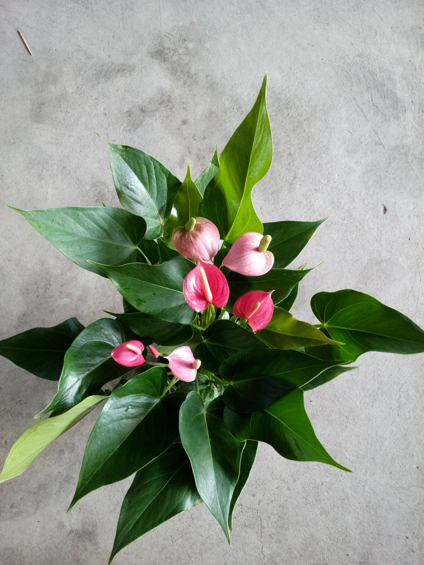 3、花卉名稱大全:花卉名稱大全