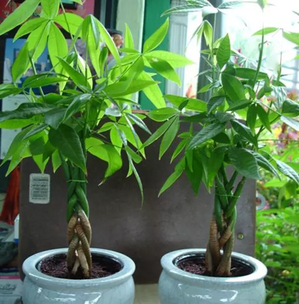 1、十大招財樹圖片:有幾種發財樹。怎麼區別？可以留個圖片我看看