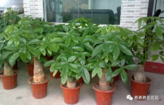 3、怎樣栽發財樹才容易活:家裡的發財樹怎麼養才能養活