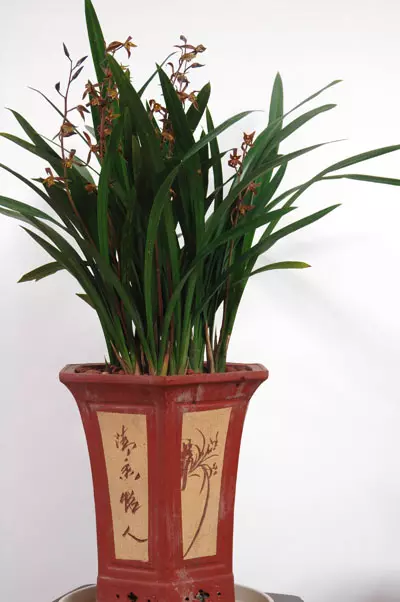 2、家裡養蘭花有什麼利益:家裡養蘭花好欠好