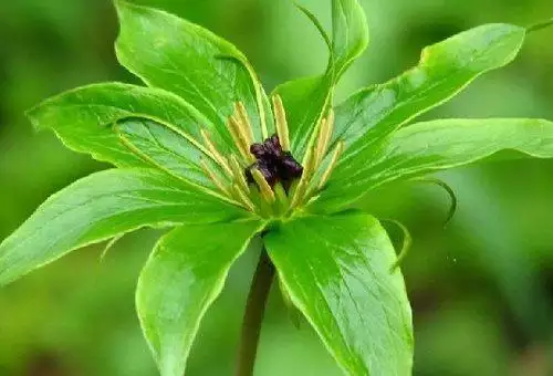 屬兔的適合養什麼植物：屬兔的人開店店裡放什麼植物最旺財？