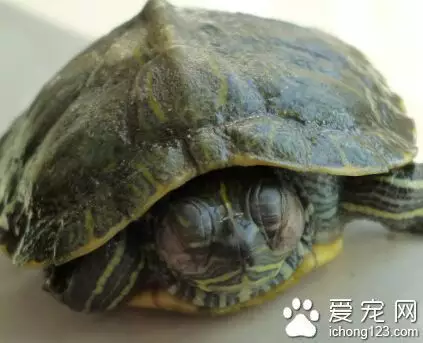 老一輩說年輕人不要養龜：老丈母說家了不能養烏龜