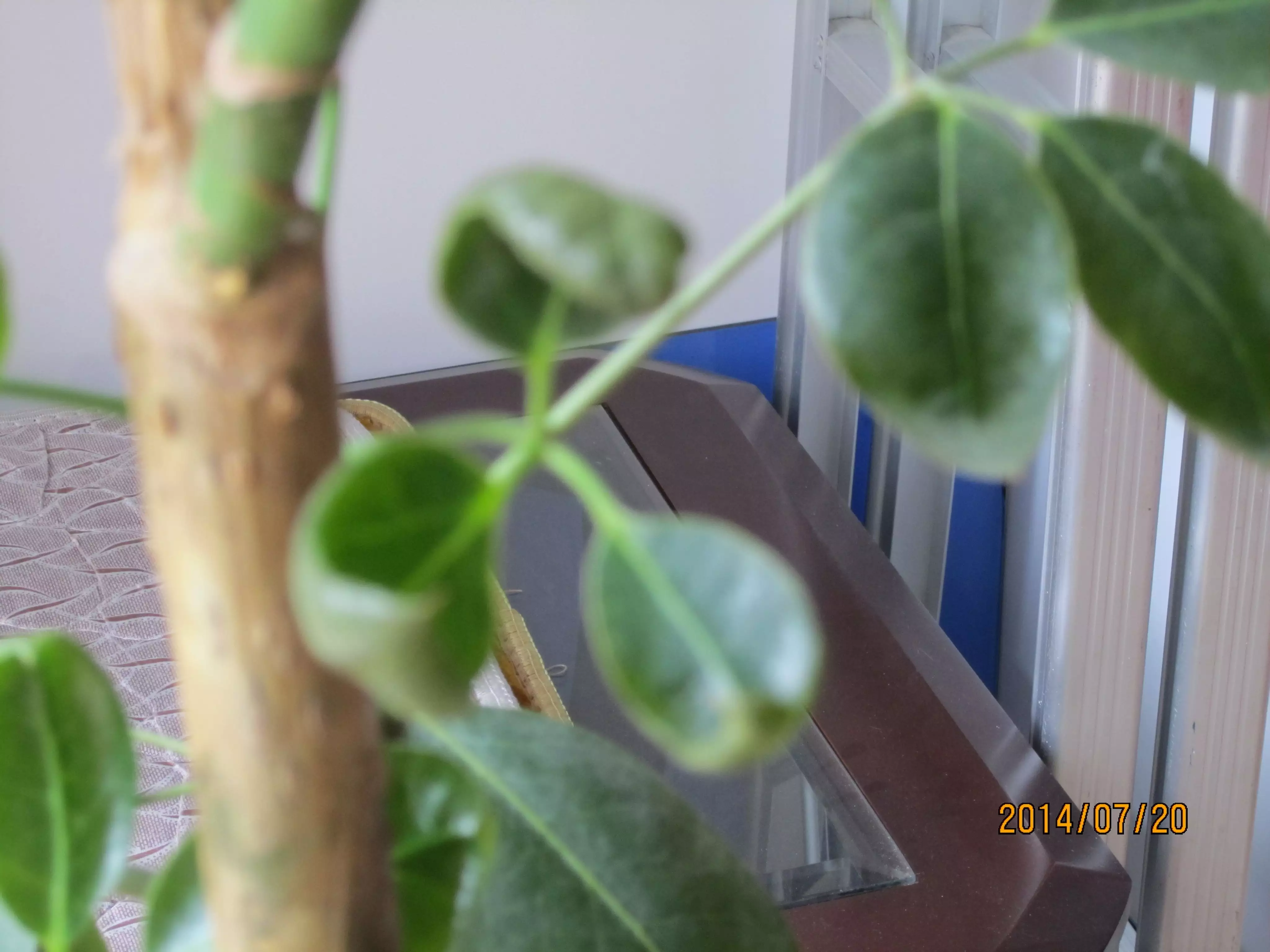 1、發財樹恭弘=叶 恭弘子發黃掉落是什麼原因:發財樹恭弘=叶 恭弘子發黃，自動掉落，怎麼辦？