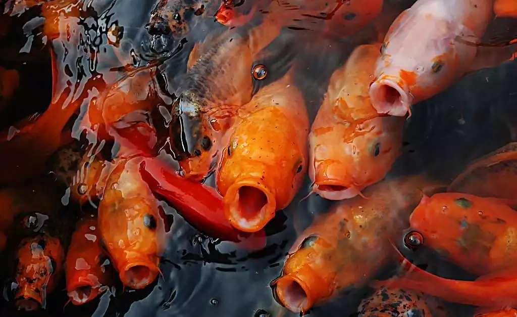 已婚女人夢見抓好多魚：已婚女人夢見撈好多魚