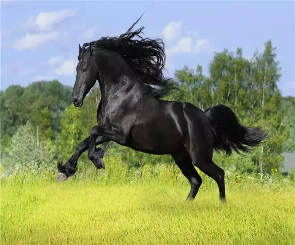 男馬和什麼屬相相配嗎：男生屬馬的和什麼屬相最配