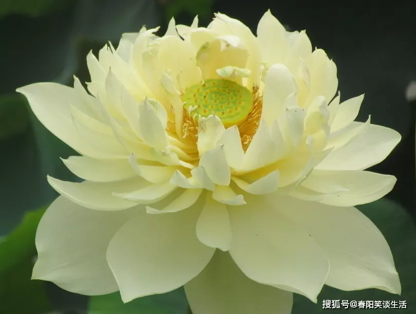 婆媳關係最複雜的屬相：為什麼婆媳關係處理不好是什麼生肖