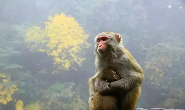 屬猴的和屬鼠的生什麼屬相的寶寶好：屬猴和屬鼠的人相配嗎