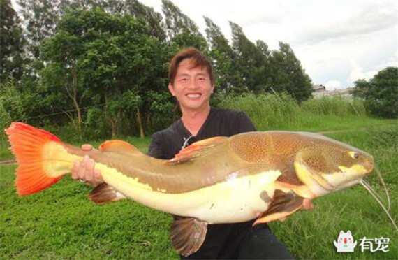 4、招財貓魚怎麼養需要氧氣嗎:怎麼養飼養招財貓魚的正確方法