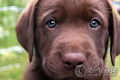 狗和什麼的屬相最不合：屬狗的和什麼屬相和？和什麼屬相不和？