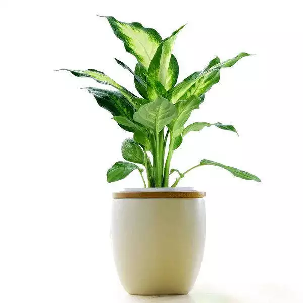 屬兔的人養什麼植物旺財：年屬兔人家裡種養什麼花擺放在哪個方位風水好？