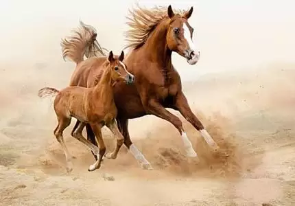 年屬馬的今年運勢怎麼樣：年出生的人，今年運氣如何
