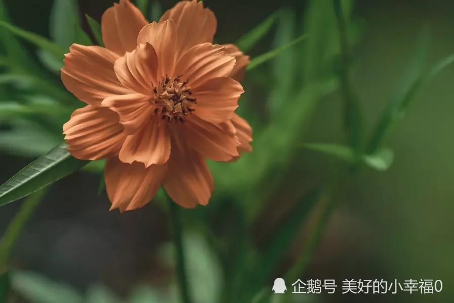 屬相機緣巧合打一生肖：二姓之好打一生肖