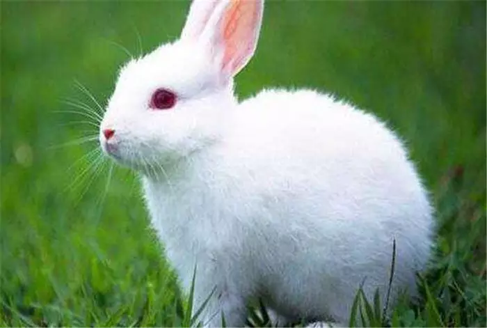 1、屬兔的那些年:屬羊和屬虎及屬兔的分別是那幾年