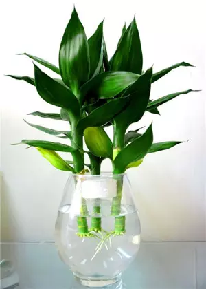 屬兔種什麼植物最旺財：屬兔的養什麼植物旺財