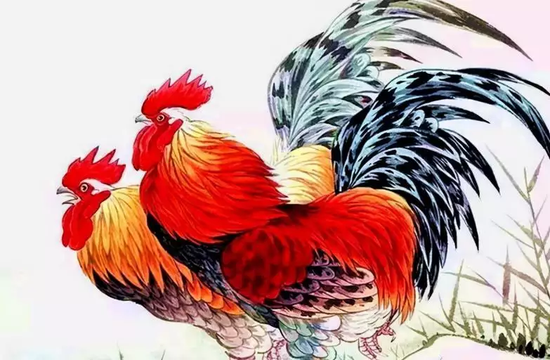 81年的雞什麼時候好運：農曆年5月28日屬雞什麼時候交運