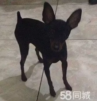 2、女狗的上等婚配:屬狗的女人和什麼屬相最配