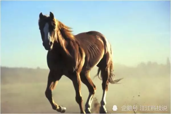 2、44歲有一劫屬馬78:78年屬馬43歲大劫是什麼
