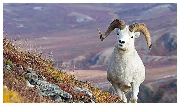 2、屬羊人今年有老人去世嗎:屬羊人今年上墳有什麼講究