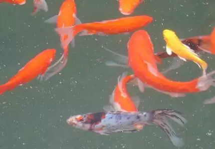 夢見別人在抓魚是什麼情況：夢見看到別人抓到魚有什麼徵兆嘛