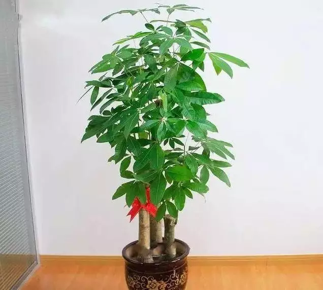 1、招財樹有幾種:招財樹怎麼有兩種嗎