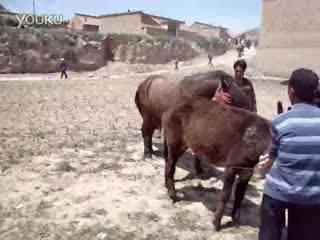 1、牛和馬怎麼配對的:牛和馬相配婚姻如何