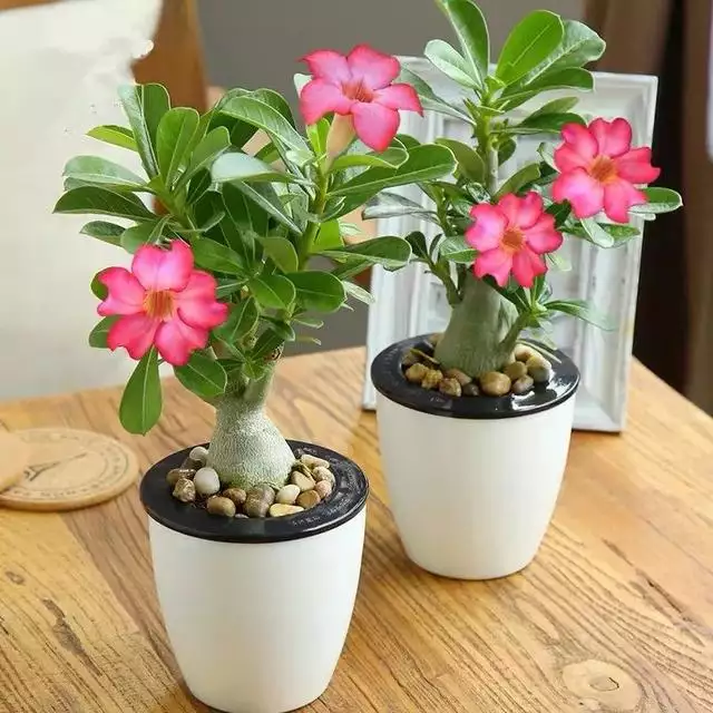 3、適合室的50種花:怎樣養花?哪些花適合室?