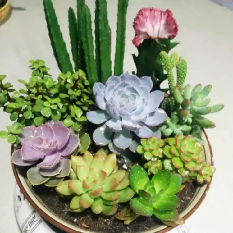 4、品種大全:有多少種品種