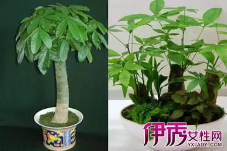 2、發財樹如何修剪:怎樣正確修剪髮財樹?