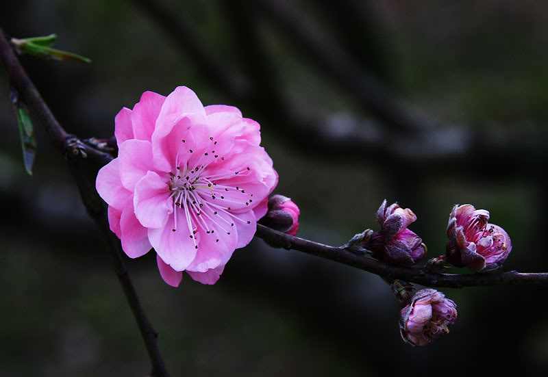 1、男人旺桃花運的方法:男朋友桃花運旺怎麼辦